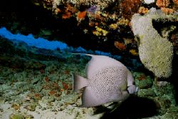 Gray Angel swims near the prop of a wreck. Taken off Arub... by Matthew Shanley 